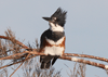 Megaceryle alcyon - martín pescador norteño - belted kingfisher